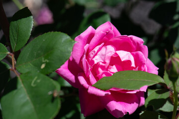 Magenta Rose