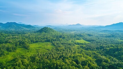 Fototapeta premium Aerial view of a vibrant green forest ecosystem, highlighting lush greenery beneath a clear blue sky, perfect for capturing the beauty of nature with ample copy space.