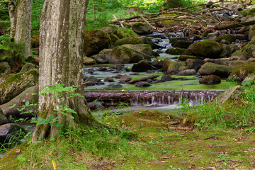 brook in the green forest. grass on the shore. water flows among mossy stones and trees. beautiful parks and outdoors nature background in summer. soothing stream