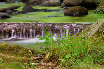 brook in the green forest. recreation wallpaper. water flows among mossy stones and trees. beautiful parks and outdoors nature background in summer. refreshing purity