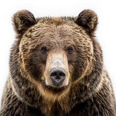 Large brown bear is staring intently with a white background, showcasing its impressive size and power
