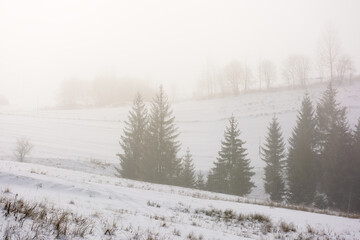 forest on the hill in fog. frosty winter landscape