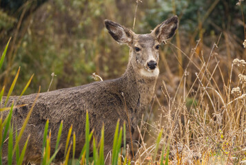 Female mule deer standing in tall grass close up