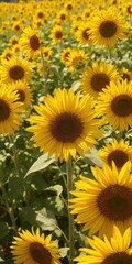 A vibrant yellow sunflower blooms amidst a field of its brethren, bathed in sunlight, golden,plant photography,bright yellow