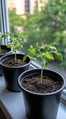 Vibrant green tomato seedlings thrive in black pots on a sunlit windowsill, showcasing nature in an indoor setting