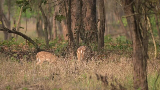 A heard of spotted deer feeding and looking in camera Valmiki Tiger  Reserve, River Gandak, Champaran, Bihar India | Herd of Spotted Deer (Chital) Looking at Camera