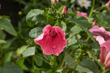 Lavatera flower close-up after the rain. Lavatera (lat. Lavatera) blooms on the lawn in the garden.
