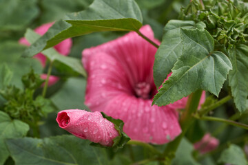 Lavatera flower close-up after the rain. Lavatera (lat. Lavatera) blooms on the lawn in the garden.