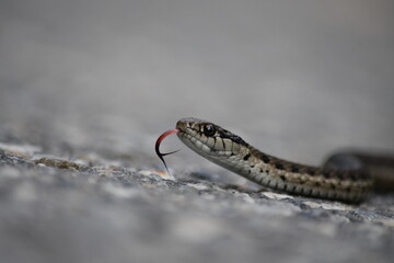 Close-up of snake on the ground