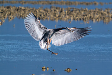 Great blue heron landing