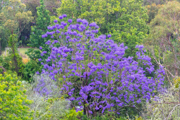 Obraz premium Photograph of a large Jacaranda tree with colourful violet blossoms in a domestic garden in the Blue Mountains in New South Wales, Australia.