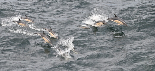Dolphins porpoising through the water