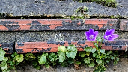 Two Bluebell Flowers Growing Right on a Brick Fence