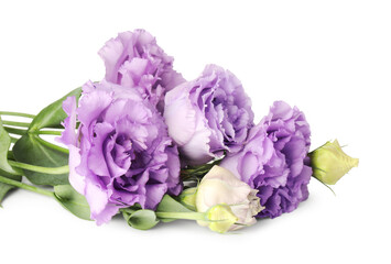 Beautiful violet eustoma flowers with green leaves isolated on white