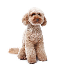 Cute Toy Poodle dog on white background. Lovely pet