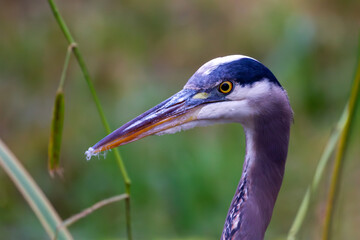 Close up portrait of a Great Blue Heron