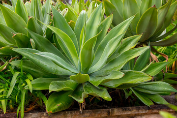 Obraz premium Photograph of a green plant with very large rigid leaves in a domestic garden.