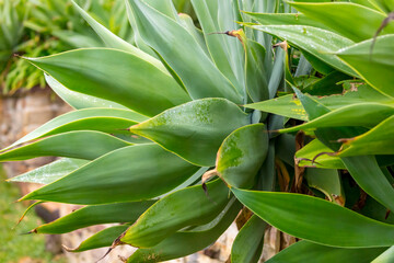 Photograph of a green plant with very large rigid leaves in a domestic garden.