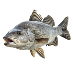 Fototapeta premium A sharp, focused image of a barramundi isolated on transparent background