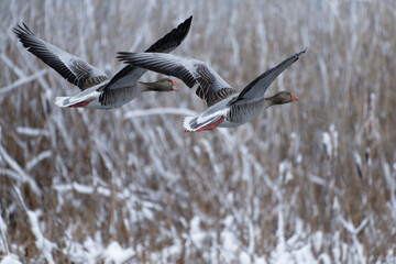 Pair of greylag geese flying in front of snow topped reeds after late April heavy snowfall in Helsinki, Finland in coldest blackberry winter in decades.