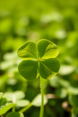 A close-up of a four-leaf clover standing out among a field of green clovers, symbolizing luck and nature.