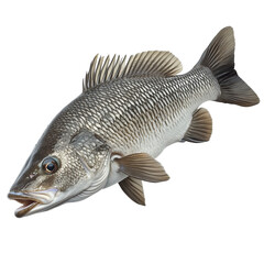A sharp, focused image of a barramundi isolated on transparent background (4)