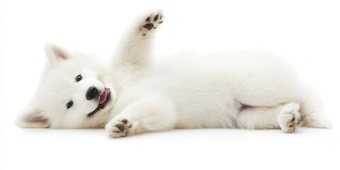 Obraz premium White puppy lying on its back.