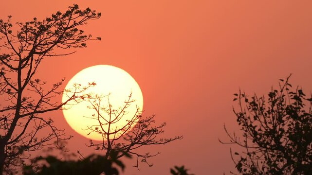 Sunset in the forest, Close up, Valmiki tiger reserve, Bihar, India
