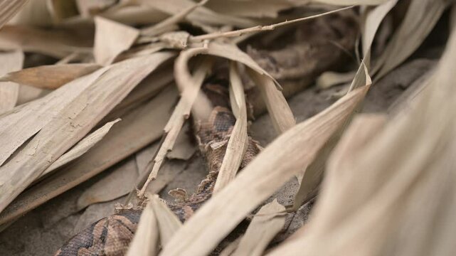 Indian Rock Python with Moulting Skin Hiding in Dry Grass, Valmiki Tiger Reserve, Bihar, India