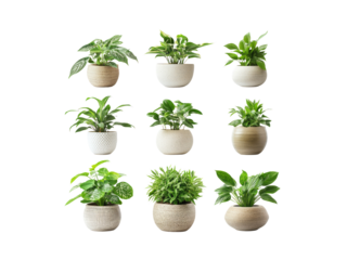 Collection of various houseplants displayed in ceramic pots isolated on transparent background.