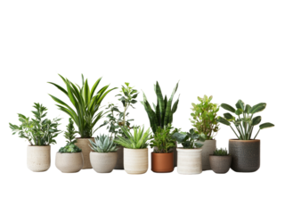 Collection of various houseplants displayed in ceramic pots isolated on transparent background.