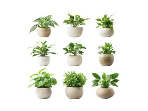 Collection of various houseplants displayed in ceramic pots isolated on transparent background.