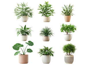 Obraz premium Collection of various houseplants displayed in ceramic pots isolated on transparent background.