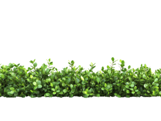 Green plants bush isolated on transparent background.