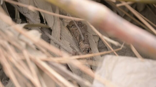 Indian Rock Python with Moulting Skin Hiding in Dry Grass, Valmiki Tiger Reserve, Bihar, India
