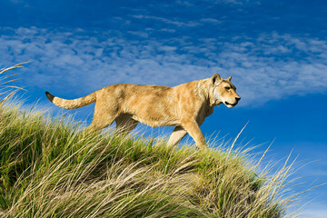 Obraz premium Majestic Lioness Walking Gracefully Across Lush Green Grass Under Bright Blue Sky with Fluffy Clouds