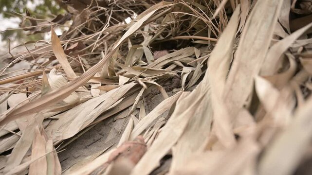 Indian Rock Python with Moulting Skin Hiding in Dry Grass, Valmiki Tiger Reserve, Bihar, India