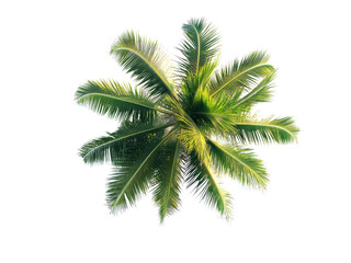Top view palm tree isolated on transparent background.