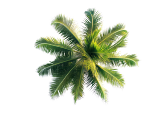 Top view palm tree isolated on transparent background.
