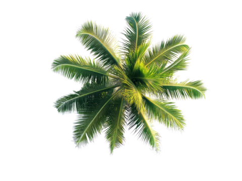 Top view palm tree isolated on transparent background.