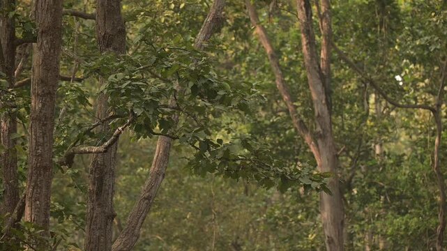 Lush green Sal trees in the dense jungle of Valmiki Tiger Reserve, Bihar, India. Beautiful natural forest background for documentary and commercial use.