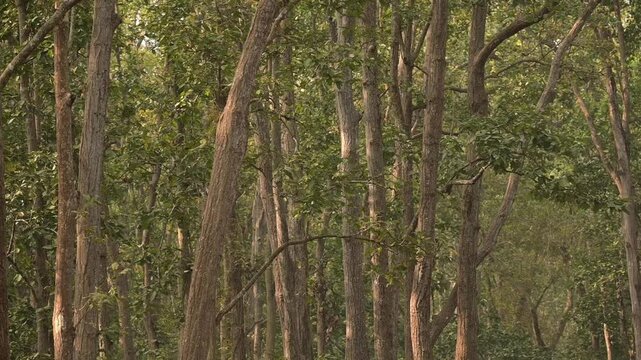Pristine Sal woodland in Valmiki National Park, Champaran, Bihar. Protected Indian forest reserve highlighting environmental conservation and climate protection.