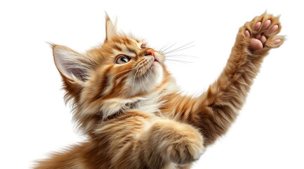 Playful Kitten Reaching: An adorable ginger kitten playfully reaches up with its paw, showcasing its fluffy fur and captivating gaze.  A charming image perfect for pet-related projects. 