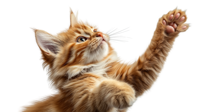 Playful Kitten Reaching: An adorable ginger kitten playfully reaches up with its paw, showcasing its fluffy fur and captivating gaze.  A charming image perfect for pet-related projects. 