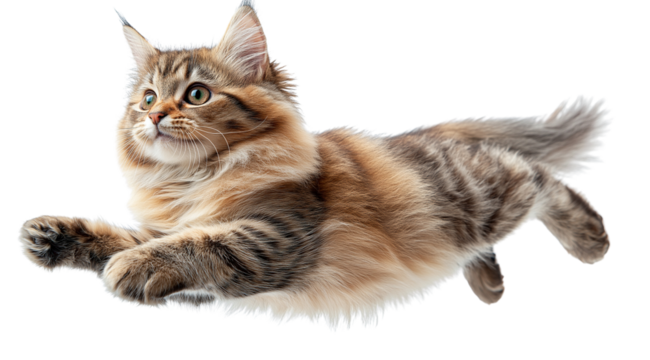 Maine Coon Kitten in Mid-Air: A playful, adorable Maine Coon kitten leaps through the air, showcasing its graceful agility and fluffy, striped fur. The image captures a moment of pure feline joy.