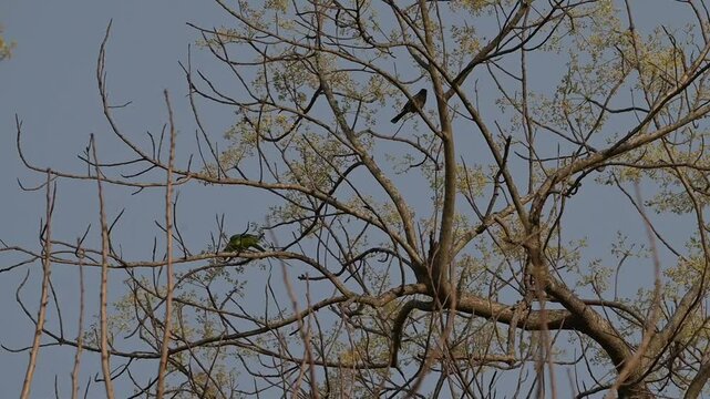 Multi-species feeding behavior: Plum-headed Parakeet and Red-vented Bulbul foraging on a blooming Semal tree in Valmiki Tiger Reserve, Bihar Wildlife