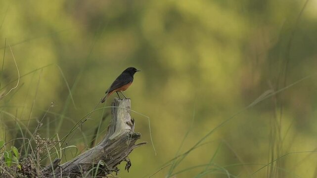  Black Redstart (Phoenicurus ochruros) Perched on a Fallen Dead Tree in Valmiki Tiger Reserve, Bihar, India