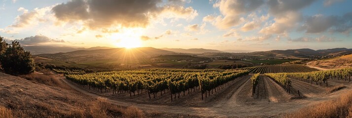 Panoramic sunset view over vineyards and rolling hills.