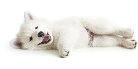 Obraz premium White puppy with pink tongue on white backdrop.