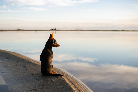 un petit chien ratier de Prague observe au loin